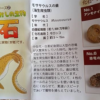 化石 モササウルスの歯　２cm前後　１００個セット　No.1332 41Ap8saoJdL.jpg_BO30,255,255,